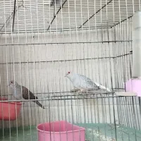 کبوتر تزئینی ۱ جفت نر و ماده جوان درشت و کشیده