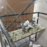 کفتر طوقی الماسی درجه یک نر بدون غلط