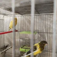 قناری رسمی بلند