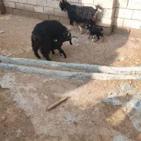 دوتا بز وا بزغاله