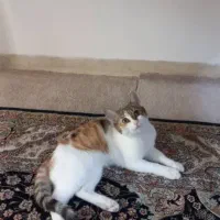 واگذاری گربه