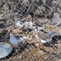 ۴ عدد غاز رودان|حیوانات مزرعه|رودان, |دیوار