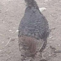 بوقلمون|حیوانات مزرعه|شهرکرد, |دیوار