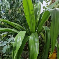 گلهای خانگی|گل و گیاه طبیعی|خمینی‌شهر, |دیوار