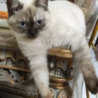 وانیل ترکیب بریتیش و اسکاتیش