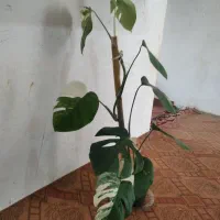 گل و گیاه آپارتمانی