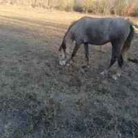 اسب مادیان|اسب و تجهیزات اسبسواری|کوراییم, |دیوار