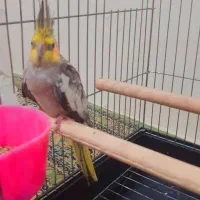 عروس هلندی|پرنده|فرح آباد, |دیوار