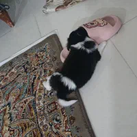 واگذاری هاپو۳۹۰۰