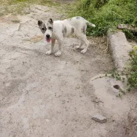 توله سگ  افغان