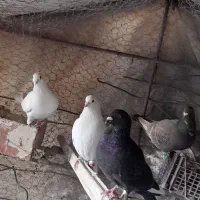 کفتر نسل دار زیر فی|پرنده|قائن, |دیوار