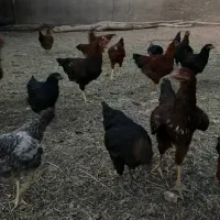 خروس و مرغ