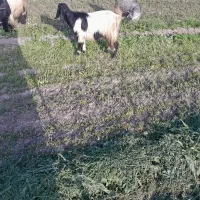 دوعددتیربزچپر برافروش