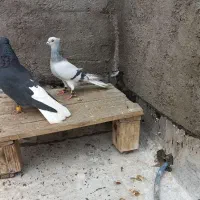 کبوتر دم سفید دارجه یک|پرنده|باوی, |دیوار