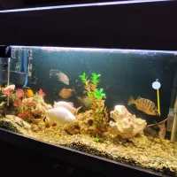 فروش آکواریوم ایتالیایی+تمام تجهیزات+ماهی های برند