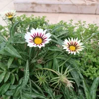 گل کاری ، و درخت کاری