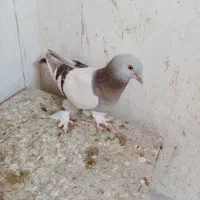 کبوتر