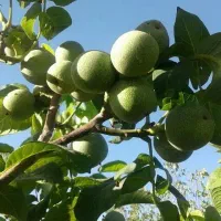 نهال وگل فروشی وهرس کاری|گل و گیاه طبیعی|اردبیل, |دیوار