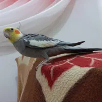 عروس هلندی