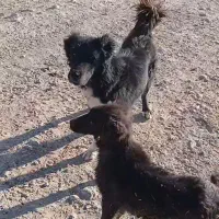 دلبر سیاه به فروش میرسد|سگ|پاسارگاد, |دیوار