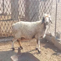 سه راس میش درجه یک|حیوانات مزرعه|جهرم, |دیوار