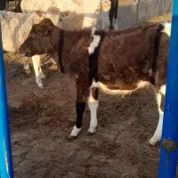 گاو و گوساله محلی. فوری. مناسب|حیوانات مزرعه|قم, بقیع|دیوار