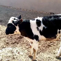 یک راس گوساله نر