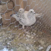 نروماده شامی|پرنده|تربت‌حیدریه, کلاته توکلی|دیوار