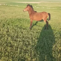 کره ماده اول بخون بعد بزنگ|حیوانات مزرعه|سرعین, |دیوار