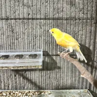 قناری نر|پرنده|آذرشهر, |دیوار