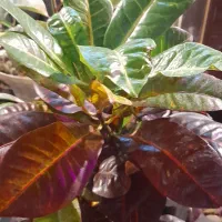 گلخانه سالار|خدمات باغبانی و درختکاری|کوچصفهان, |دیوار