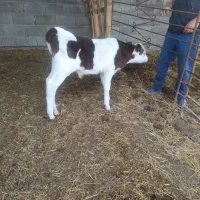 گوساله نر سیمینتال