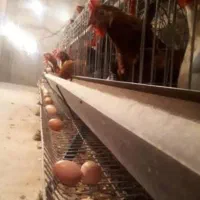 مرغ محلی مرغداری