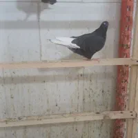 کبوتر گمشده