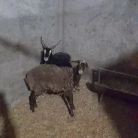 گوسفند|حیوانات مزرعه|کاشان, لتحر|دیوار