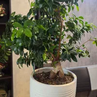 بونسای فیکوس رتوزا