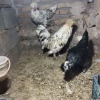 مرغ و خروس سلطان عثمانی