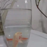 ماهی آکواریومی