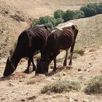 ۲۰ عدد گوساله ب همراه ۱۷عدد بچه گوساله|حیوانات مزرعه|میاندوآب, |دیوار