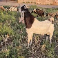 درود یک نربز پاکستانی درجه یک بفروش میرسد