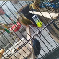 پرنده|پرنده|مشهد, اقبال|دیوار