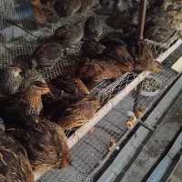 بلدرچین تخمگذار