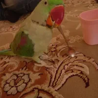 شاه طوطی
