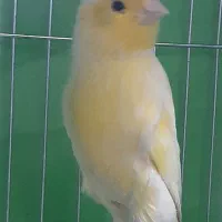 تعدادی قناری نر وماده کاملا مست