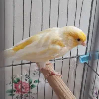 قناری ماده