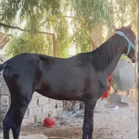 اسب خالص