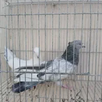 یه جفت بالارو