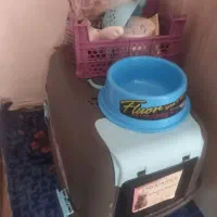 وسایل گربه|لوازم جانبی حیوانات|تنکمان, |دیوار