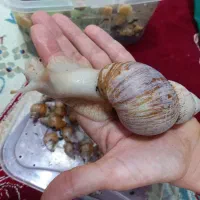 حلزون آلبینو