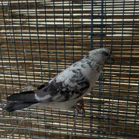 کفتر|پرنده|سیرجان, |دیوار